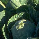 Image for Cabbage - green