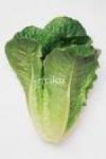 Image for Lettuce - Cos