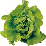 Image for Lettuce 